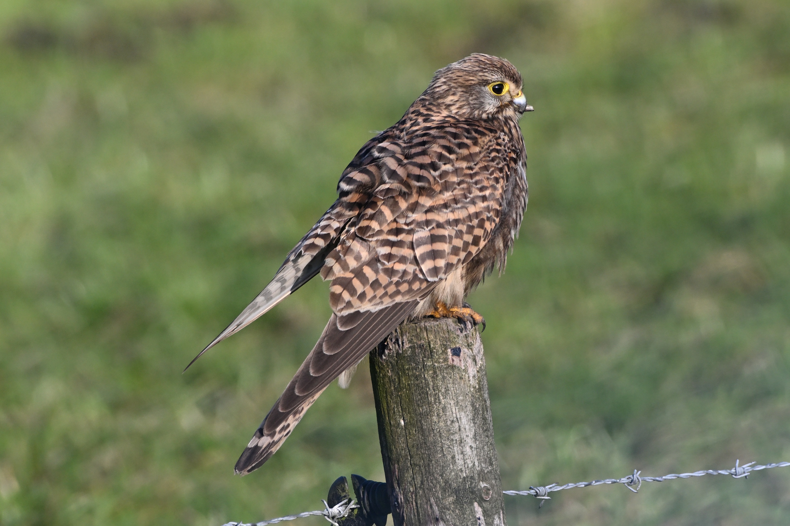 Torenvalk (kestrel) with a handicap with its beak – James van den Berg