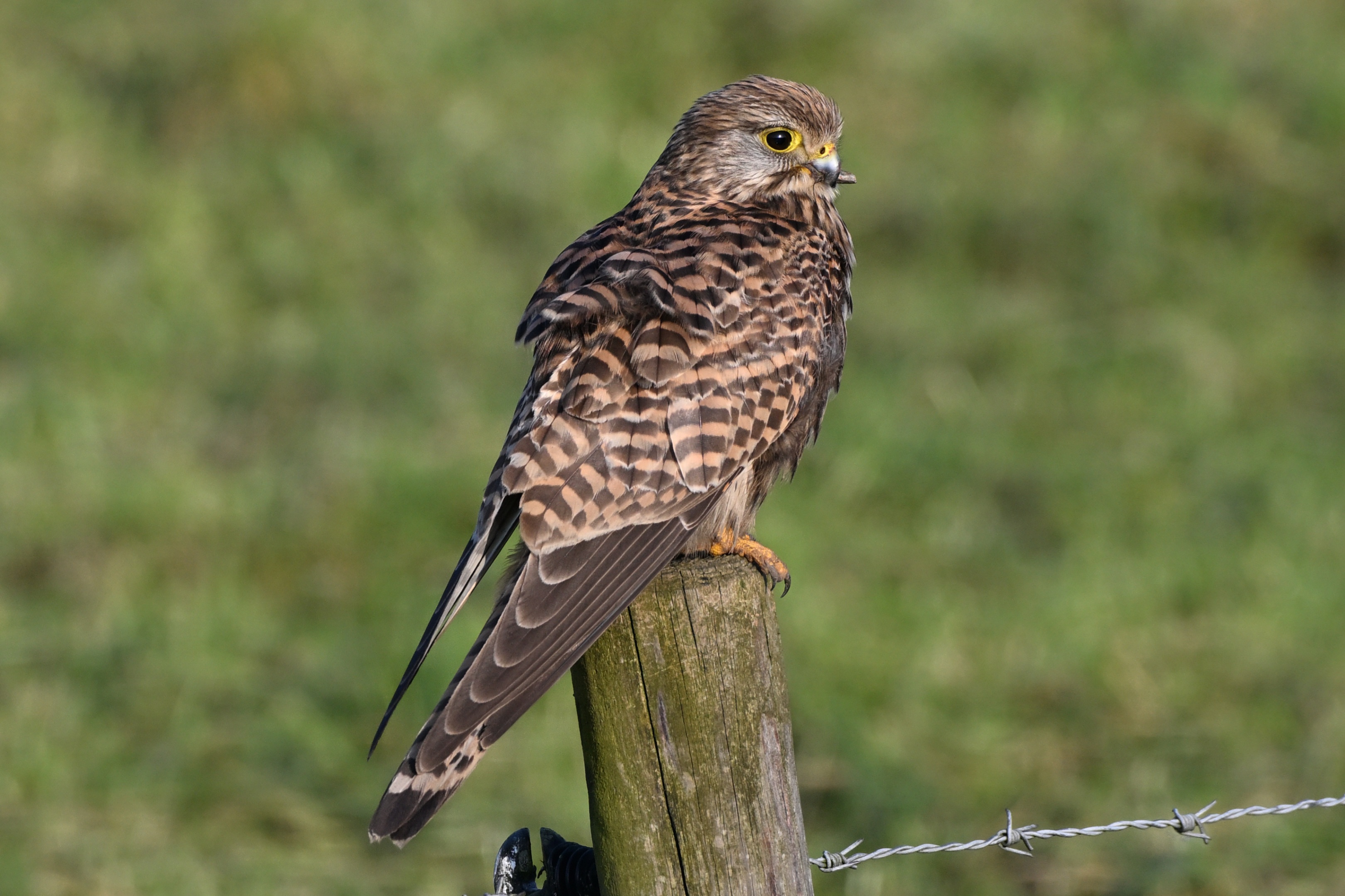 Torenvalk (kestrel) with a handicap with its beak – James van den Berg