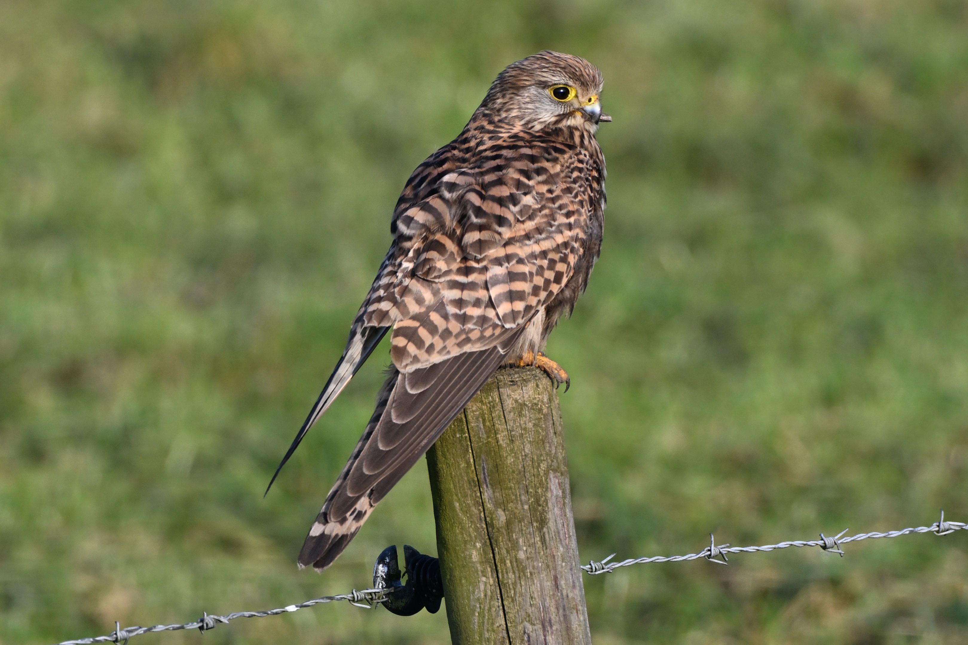 Torenvalk (kestrel) with a handicap with its beak – James van den Berg