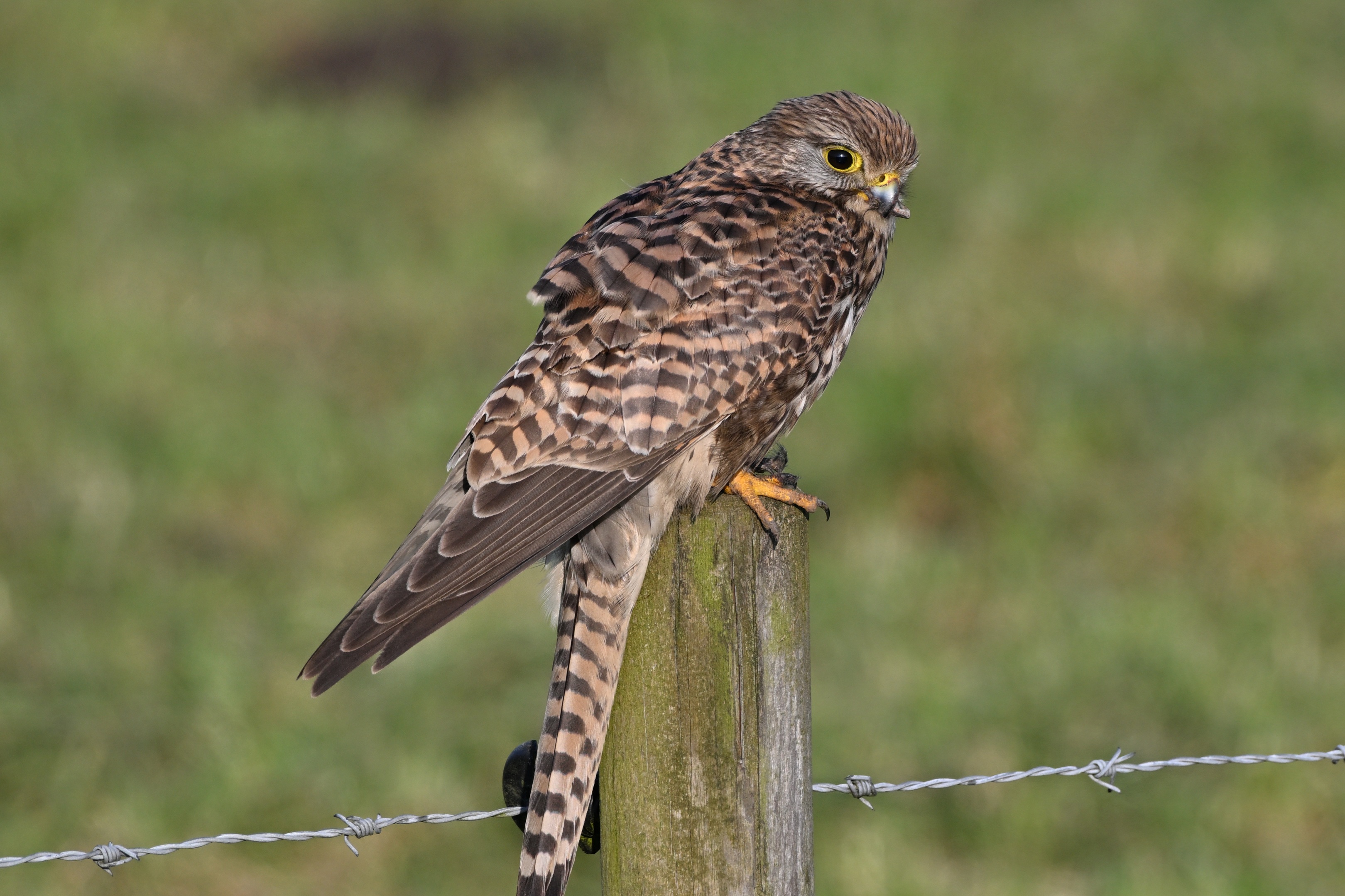 Torenvalk (kestrel) with a handicap with its beak – James van den Berg